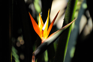 The bird of paradise flower 