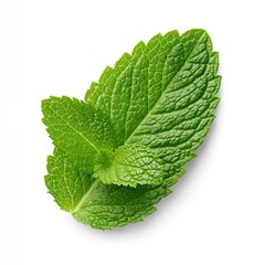Fresh green mint leaves on white background