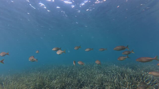 banc de saupe en m&eacute;diterran&eacute;e 