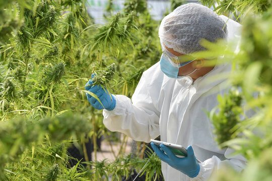 Botanist Tagging Cannabis Plants at Industrial Growing Operation
