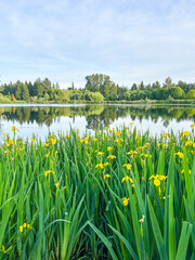 Yellow Iris by the Lake