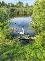 Swan and Ducks in Tranquil Pond