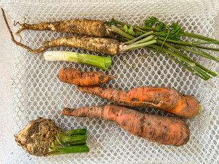 Freshly Harvested Vegetables