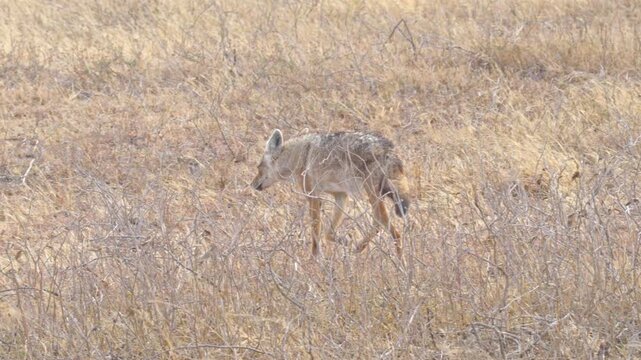A pair of African golden wolves (Canis anthus) roaming the Ngorongoro Crater searching for rodents to hunt, were considered the same species as Eurasian golden jackals (Canis aureus) until 2015. They
