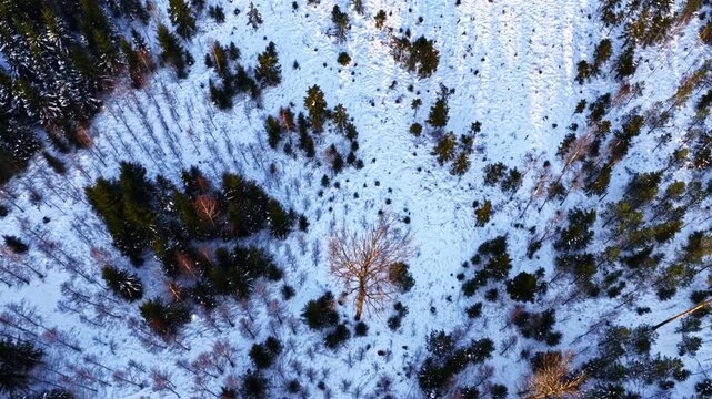 Aerial view of snow-covered forest during winter with evergreen and deciduous trees
