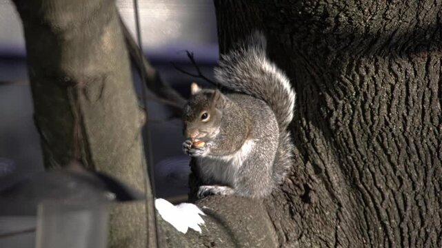 Cute gray squirrel sitting on a tree branch eating a nut during a sunny winter day