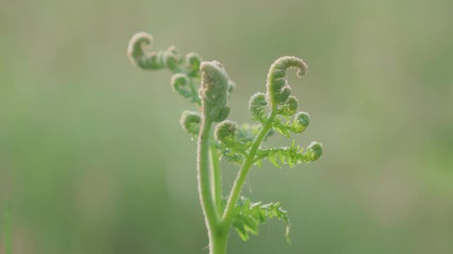 Close Up Shot of Young Fern Fiddleheads Against Blurred Green Backdrop