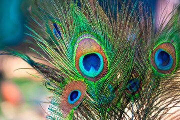 Naklejka premium Beautiful peacock feather with natural background