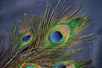 Fototapeta premium Beautiful peacock feather with natural background