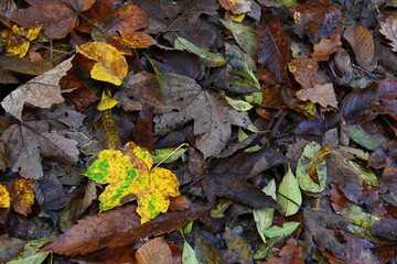Obraz premium Golden and brown leaves on the ground in the forest.