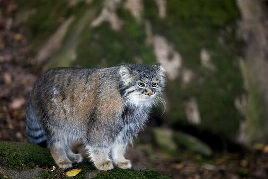 Portrait of a Pallas&rsquo;s Cat