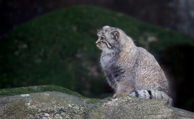 Profile Portrait of a Pallas&rsquo;s Cat