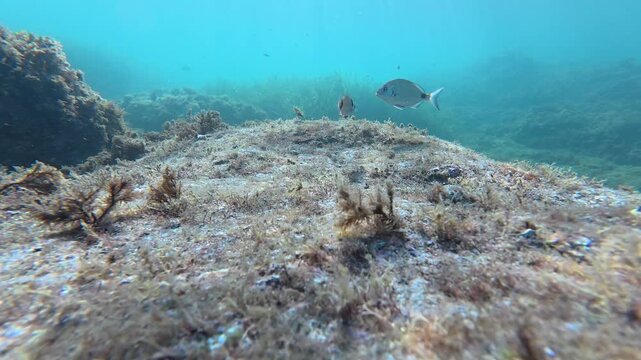 petits poissons dans l'eau