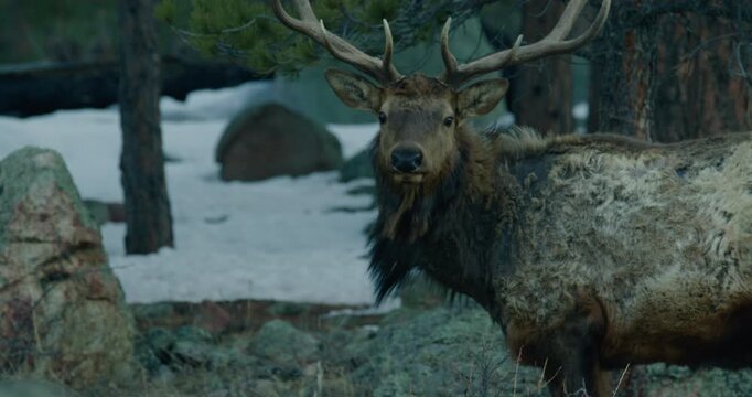 Wild Elk in Rocky Mountains Grazing 