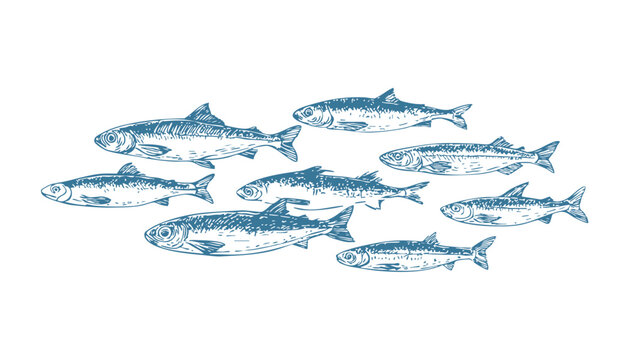 Hand drawn vector line art illustration of a school of fish. Modern marine artwork suitable for tattoos, coloring pages, eco design, for culinary projects, editorial graphics and ocean-themed branding
