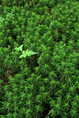 苔の原生林