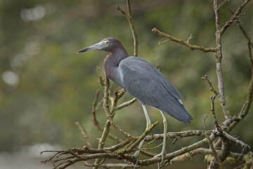 Little blue heron (Egretta caerulea) - Tortuguero National Park, Costa Rica