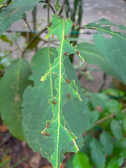 Leaf-cutter ants (Atta) - Tortuguero National Park, Costa Rica