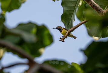 Fototapeta premium A black-headed sunbird in its natural habitat on a tree near a lake in Thailand