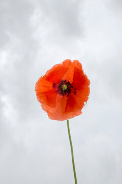 Vibrant Red Poppy Blossom with Cloudy Background
