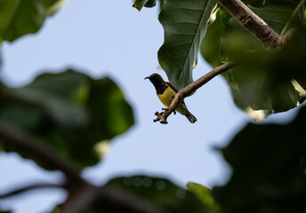 Fototapeta premium A black-headed sunbird in its natural habitat on a tree near a lake in Thailand