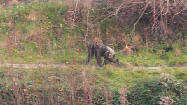 The two monkeys play by chasing each other