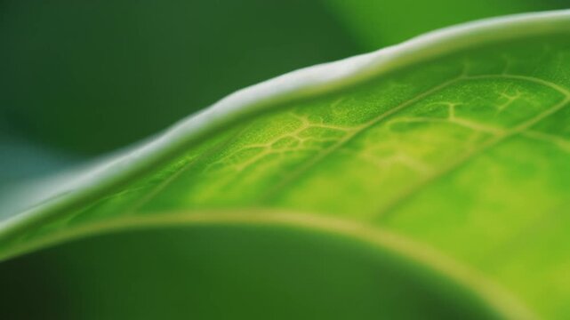 A close-up view of a vibrant green leaf showcasing its intricate vein network