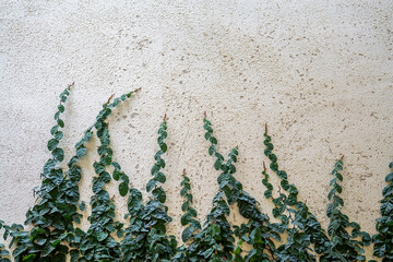 Green climbing vine plants growing upward on white concrete wall with fresh leaves natural contrast and calm organic outdoor background