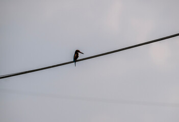 A red-billed kingfisher in the wild near a lake in Thailand