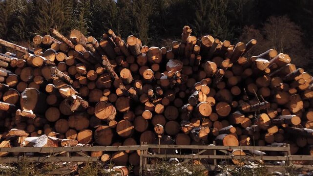 Movement among pile of wooden pine logs 