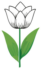 Elegant White Tulip Flower Blossom with Lush Green Leaves in a Detailed Line Art Style Illustration