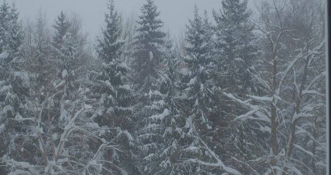 Snowstorm outside the window, snow covers large trees, view from the house window.