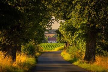 Golden agricultural fields in rural Opolskie. Sunny summer day in the countryside of the Opole region, Poland.