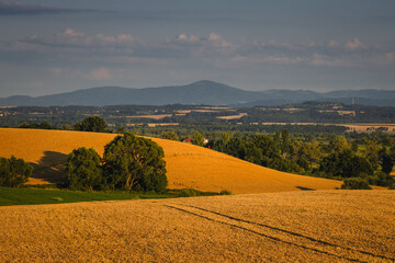 Golden agricultural fields in rural Opolskie. Sunny summer day in the countryside of the Opole region, Poland.