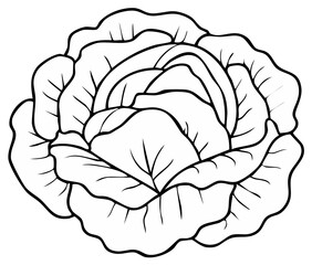 Black and white outline drawing of a healthy organic cabbage head vegetable