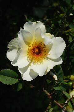 white and yellow rose  flower