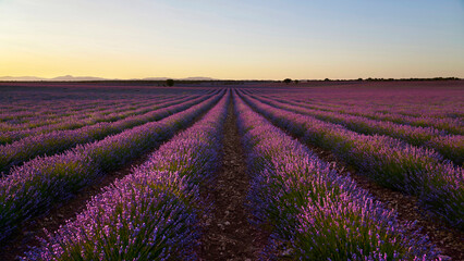 Field of lavender in Brihuega , Madrid, Spain    © Enrique