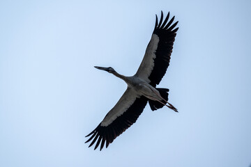 An Indian openbill stork in the wild near a lake in Thailand