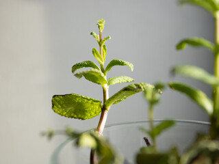 Obraz premium Fresh Mint Plant Growing in Domestic Environment Indoor Gardening Herbal Plants