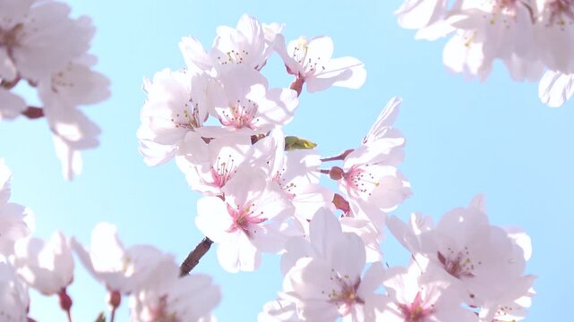 満開の桜と青空　ソメイヨシノのクローズアップ 4K