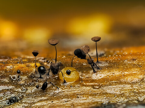 Myxomycetes, Schleimpilze, Myxomycota
