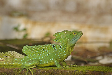 Naklejka premium Plumed basilisk (Green (Jesus Christ) lizard) (Basiliscus plumifrons) - Tortuguero National Park, Costa Rica