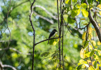 Obraz premium A close-up of a beautiful Thai bird in its natural habitat in Thailand
