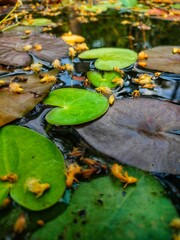 Top view of a small garden pond filled with water lilies and floating aquatic plants. Natural outdoor scene with calm water and organic textures.