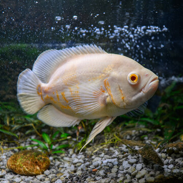 Pearl gourami male, albino form, below the water surface in an aquarium.
