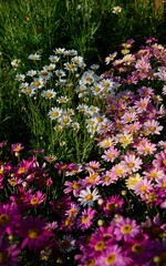 White and Pink Daisy Flowers Blooming in Garden