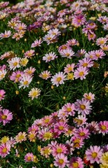 Pink Daisy Flowers Blooming in Garden