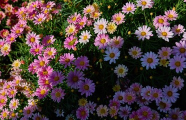 Spring Garden Filled With Pink Daisy Blossoms