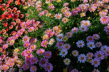Spring Garden Filled With Pink Daisy Blossoms in Sunny Day