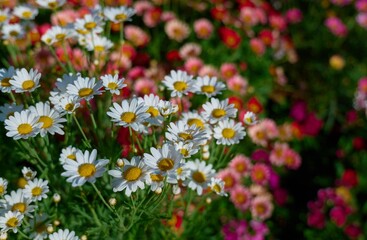 White Daisy Flowers Blooming in Colorful Garden